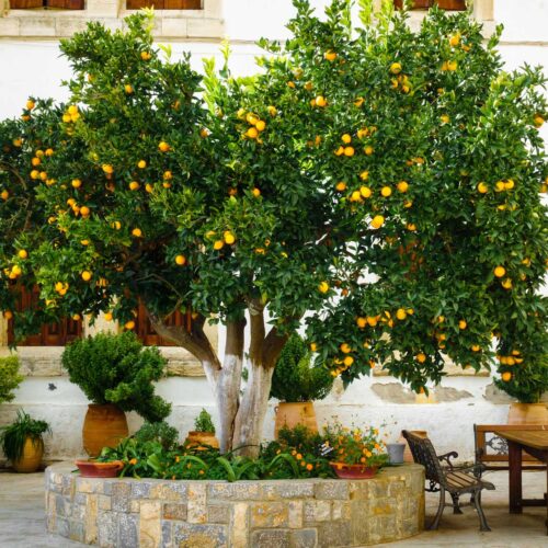 Orange tree in courtyard.